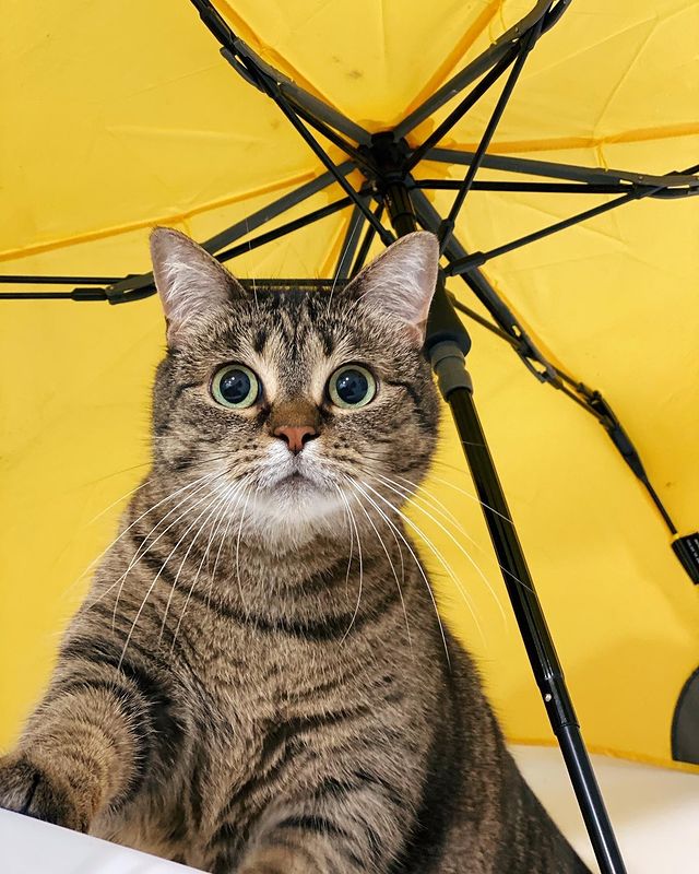 оригінальні парасолі Blunt